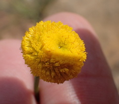 Oncosiphon grandiflorus