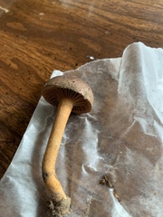 Chroogomphus vinicolor