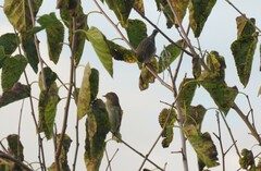Setophaga coronata coronata