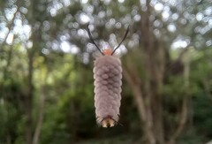 Gymnelia ethodaea