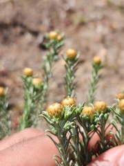 Oedera fruticosa