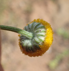 Oncosiphon grandiflorus