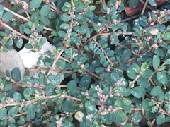 Euphorbia prostrata