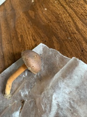 Chroogomphus vinicolor