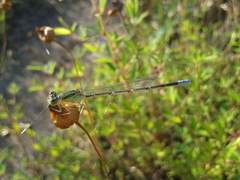 Paracercion v-nigrum