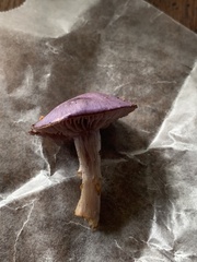 Cortinarius iodes