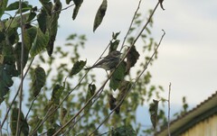 Setophaga coronata coronata