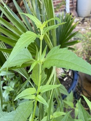 Ageratina havanensis