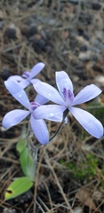 Cyanicula sericea