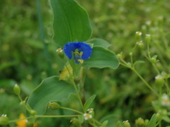 Commelina