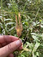 Gentiana rubricaulis