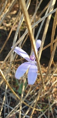Cyanicula sericea