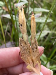 Gentiana rubricaulis