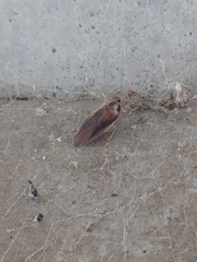 Ischnoptera bilunata