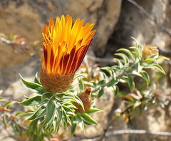 Oedera speciosa