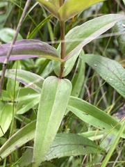 Gentiana rubricaulis