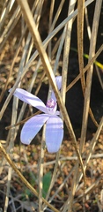 Cyanicula sericea