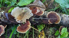 Daedaleopsis tricolor