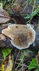 Daedaleopsis tricolor