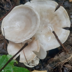 Leucocybe connata