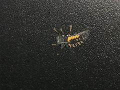 Harmonia axyridis
