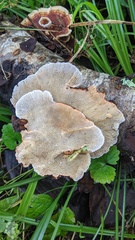 Daedaleopsis tricolor