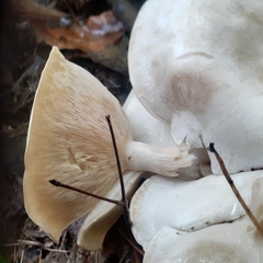 Leucocybe connata