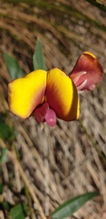 Bossiaea ornata