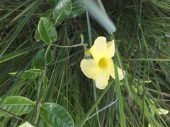 Pentalinon luteum
