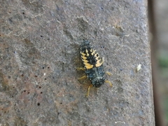 Harmonia axyridis