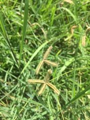 Dactyloctenium aegyptium