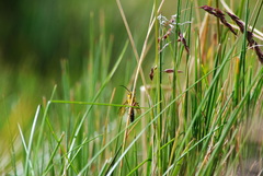 Aculeata