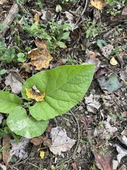 Reynoutria sachalinensis