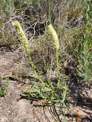 Echiostachys incanus