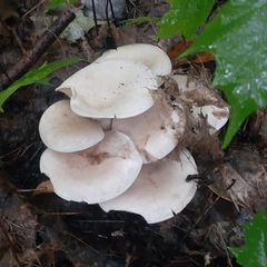 Leucocybe connata