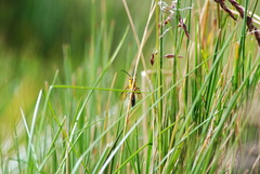 Aculeata