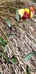 Bossiaea ornata