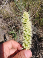 Echiostachys incanus