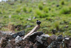 Geospizopsis unicolor