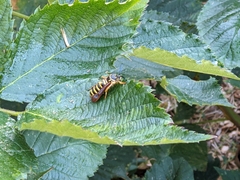 Pennisetia marginatum