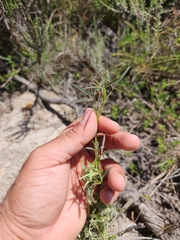 Indigofera psoraloides