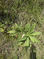 Eupatorium altissimum