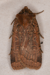 Parabagrotis
