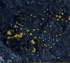 Candelariella aurella