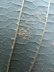 Melampsoridium hiratsukanum