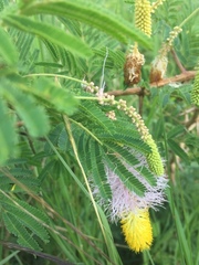 Dichrostachys cinerea