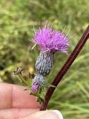 Cirsium muticum