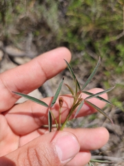 Indigofera psoraloides