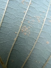Melampsoridium hiratsukanum