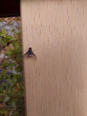 Anthrax trifasciatus